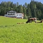Hahnbaum Sankt Johann im Pongau